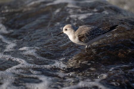 A sanderling surprised by a crashing wave on the jetty rocks.