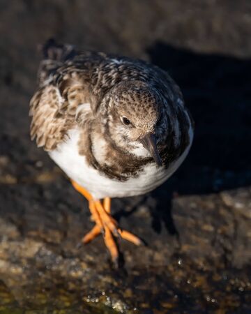 A rudy turnstone walking along the rock jetty.の写真素材