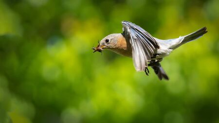 An eastern bluebird in flight
