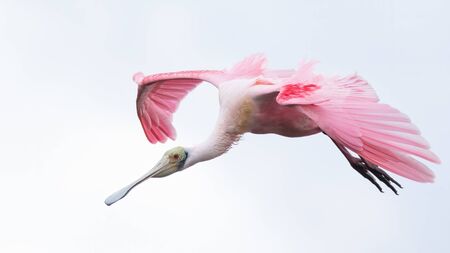 A roseate spoonbill in flight.の写真素材