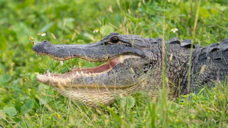 An American alligator at Lake Apopkaの写真素材