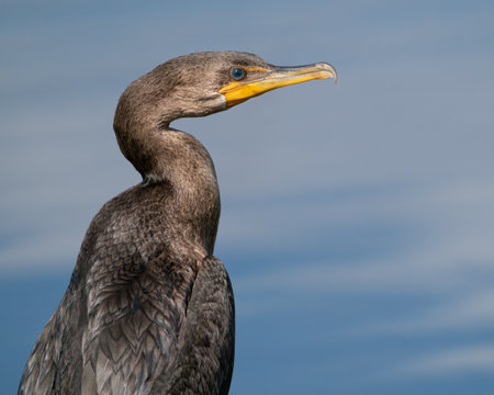 Portrait of a double-creasted cormorant