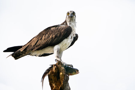 An osprey with a freshly caught fish.の写真素材