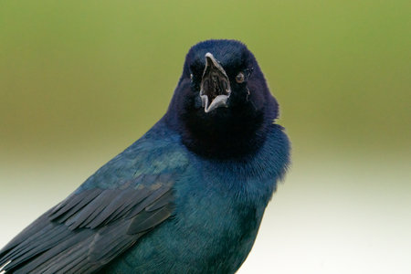 A boat-tailed grackle portrait.の写真素材