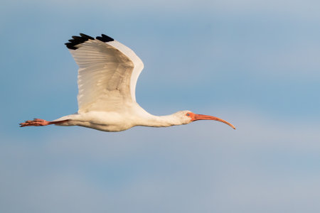 A white ibis in flight (Lake Apopka, Florida)の写真素材
