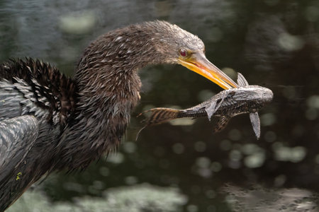 An anginga eating an invasive sucker-mouthed catfish.の写真素材