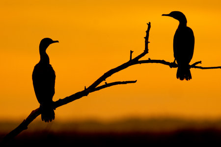 Just silhouettes of two cormorants at Lake Apopka, Florida.の写真素材