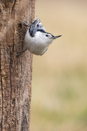 A white-breasted nuthatch perched on a tree trunk (Middle Creek, PA, USA)の写真素材