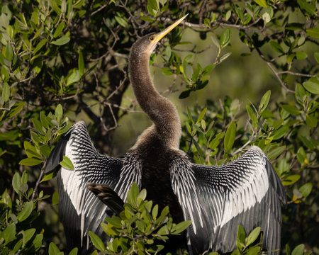 An anhinga drying its wings (Blackpoint)の写真素材