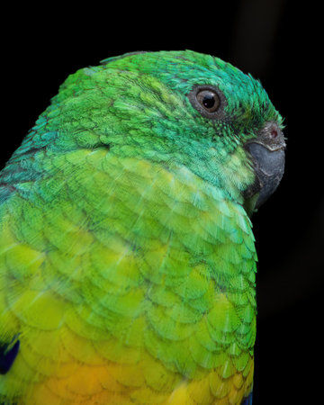 A potrait of a red-rumped parrot.