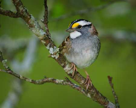 A white-throated sparrow perched in a tree.の写真素材