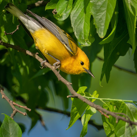 A prothonotary warbler perched on a branch.の写真素材