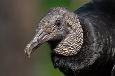 A black vulture with a concerned lookの写真素材