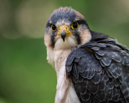 A closeup of a lanner  falcon.の写真素材