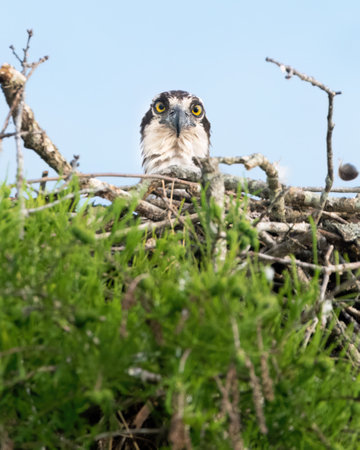 A female osprey peeks out to see who is at her door.の写真素材