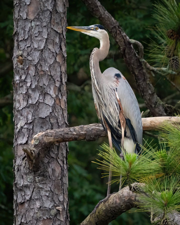 A great blue heron perched in a pine tree.の写真素材