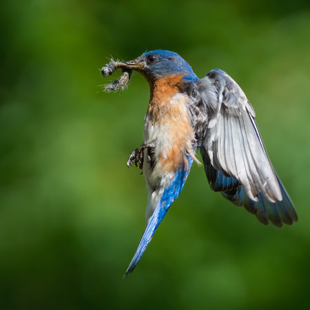 An eastern bluebird breaking for landing.の写真素材