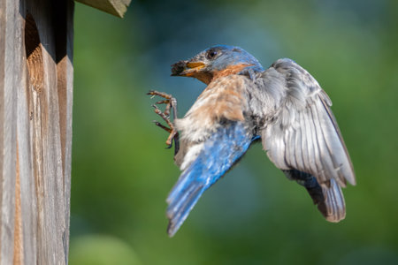 An eastern bluebird aligns his head pefectly to delivery the beetle to the nestlings.の写真素材