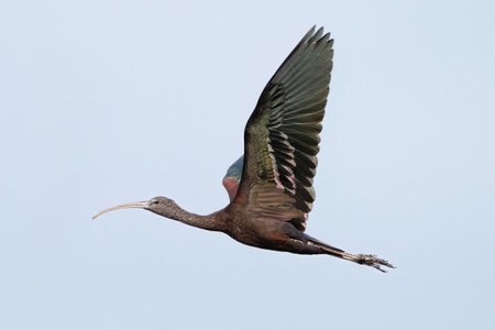 A glossy ibis flying over Lake Apopkaの写真素材