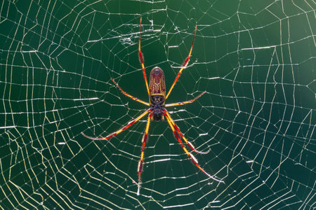A Golden Silk Orb Weaver Spider