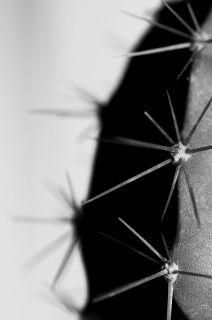 A black and white macro shot of a cactusの写真素材