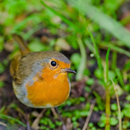 Red Robinの写真素材