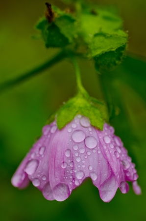 Pink Flower With Water Dropsの写真素材