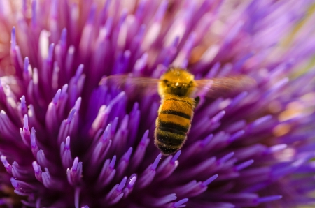Honey Bee And Artichoke Flowerの写真素材