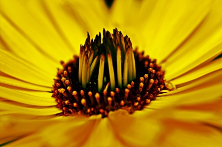 Yellow Daisy Flowerの写真素材