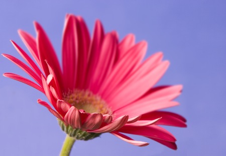 Daisy on blueの写真素材