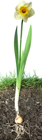 Daffodil drowing concept with cross section of the earth.