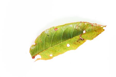 autumn leaves macro. Isolated autumn fallen leaves over white backgroundの写真素材