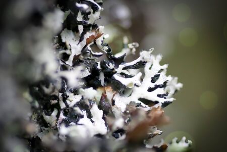 Lichen macro - Focus stacked image of lichen growing on a tree in forest