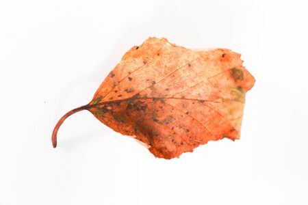 autumn leaves macro. Isolated autumn fallen leaves over white background