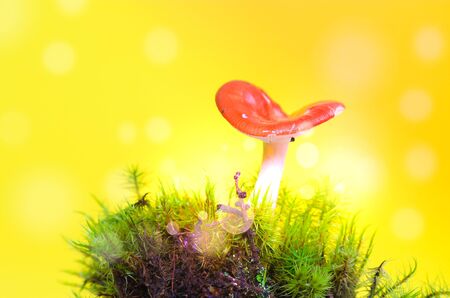 Red mushroom, dreamy fairy mushroom on yellowの写真素材