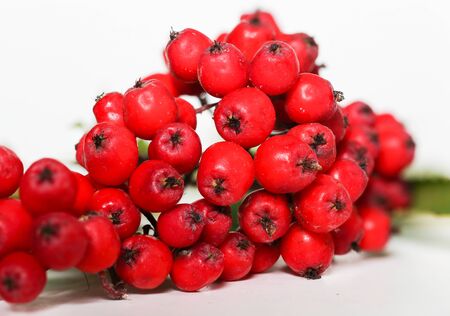 Cluster of mountain ash red berries in autumnの写真素材