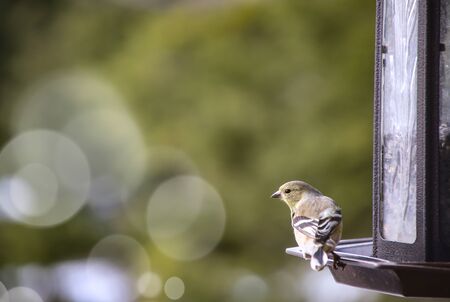 american goldfinch perched on a bird feeder eating seeds. American Gold Finch (female)の写真素材