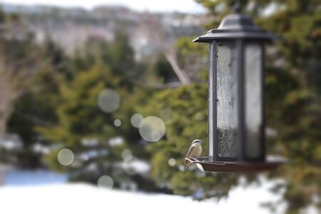 Nuthatch on bird feeder during winter time.の写真素材