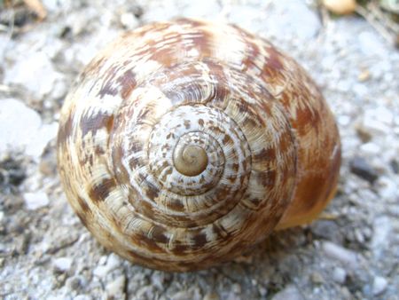 snail