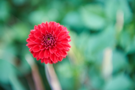 colored red flower on green natural backgroundの写真素材