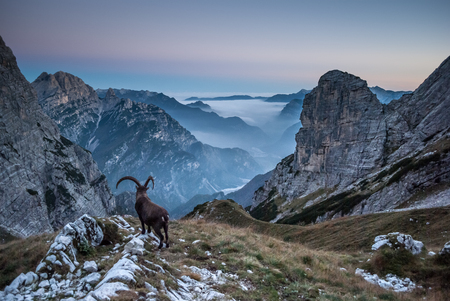 Ibex at twilightの写真素材