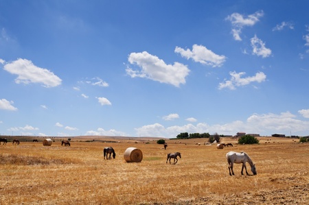 Hay bales and horses pasturing in the yellow country of Apulia, Italy.の写真素材