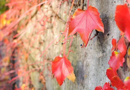 Red autumn maple leavesの写真素材