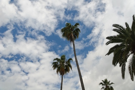 Palm trees from below, looking upward against a blue cloudy sky の写真素材