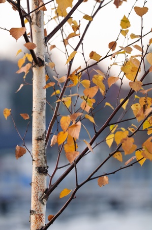Birch trunk and leaves in autumnの写真素材