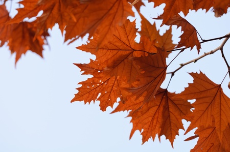 Autumn background with several brown leaves 