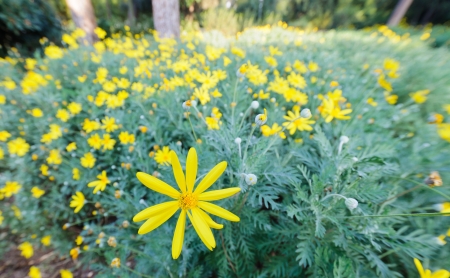 Close up of a yellow flower bush の写真素材