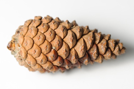 Pine cone detail 