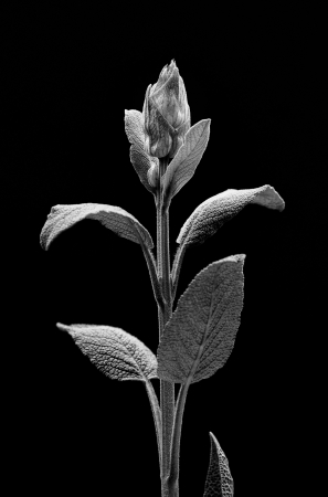 Sage bud close-up  Black and white version の写真素材