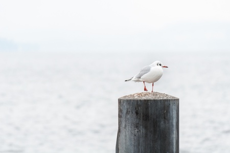 Seagull standing on a pole の写真素材